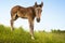 Curious foal in green field