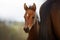 Curious foal watching the camera from behind his mother`s rump