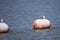 Curious Forster\\\'s Tern