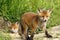 Curious fox cub near the burrow