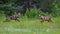 Curious Foxes at Play in Forest Meadow