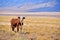 Curious free range cow staring at the photographer