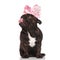 Curious french bulldog with pink ribbon on head licking nose