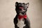 Curious french bulldog wearing red bowtie sitting and looking up