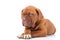 Curious french mastiff puppy looks to side while lying down