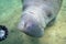 A Curious and Friendly West Indian Manatee