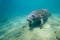 A Curious and Friendly West Indian Manatee