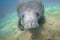 A Curious and Friendly West Indian Manatee