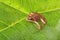 Curious frog on a big green leaf
