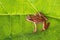 Curious frog on a big green leaf