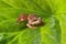 Curious frog on a big green leaf