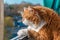 Curious furry orange cat looking at passing cars on the balcony and squinting