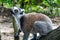 Curious furry white and grey lemur latin: lemur catta sitting on the tree. Cheetah`s Rock