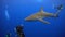 A curious Galapagos shark approaches NOAA scientistand team as they slowly decompress on their way to the surface