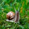 Curious garden snail explores its surroundings in search of greenery