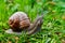 Curious garden snail explores its surroundings in search of greenery