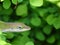 Curious gecko among green bushes.