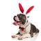 Curious gentleman american bully with red rabbit ears resting