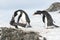 Curious Gentoo Penguin