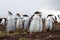 Curious Gentoo Penguin chicks