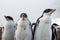 Curious Gentoo Penguin chicks