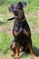 Curious german pinscher puppy is sitting on a green meadow. Pet animals