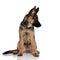 Curious german shepard looks down to side while sitting