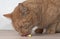 Curious ginger cat stealing medicine capsules on the table.