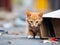 Curious ginger kitten peeks out from cardboard box on urban street. Homeless cat is starving on street without home. Rescue, care