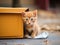 Curious ginger kitten peeks out from cardboard box on urban street. Homeless cat is starving on street without home. Rescue, care