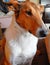 A curious ginger and white dog.