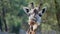 Curious giraffe head close up