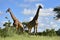 Curious giraffe,Kruger national park