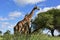 Curious giraffe,Kruger national park