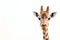 Curious Giraffe Peeking - Adorable Animal on White Background