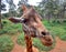 Curious Giraffe\'s head closeup with nature