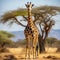 Curious Giraffe Stretching for Leaves in African Savannah