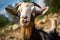 Curious goat gazes into the lens, a charming, candid moment