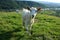 Curious goat on green pasture