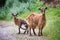 Curious goat and her kid on a trekking path in Crete Greece