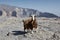 Curious goat looking at camera against mountain