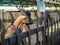 A curious goat peeks out from behind a fence