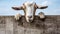 Curious Goat Peering Through Weathered Fence