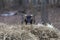 Curious goat seems to be afraid as it peaks over large hay bale