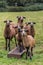 Curious goats