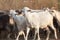 Curious goats. A herd of goats walking