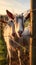 Curious Goats Peeking Through Fence on Farm