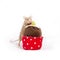 Curious golden domestic mouse explores plush cupcake.