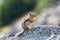 A curious Golden-mantled Ground Squirrel on a rock in Mt. Rainier National Park