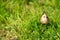Curious golden mushroom on the green grass